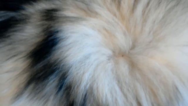 Вытащить клеща из тела собаки при помощи Uniclean Tick Twister смотреть онлайн