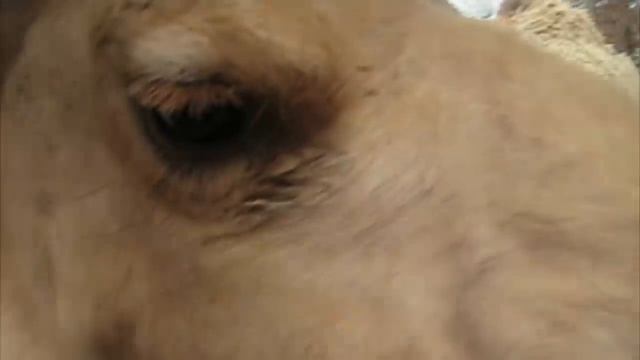 Llamas, Alpacas, and Camels Are Awesome: Compilation смотреть онлайн
