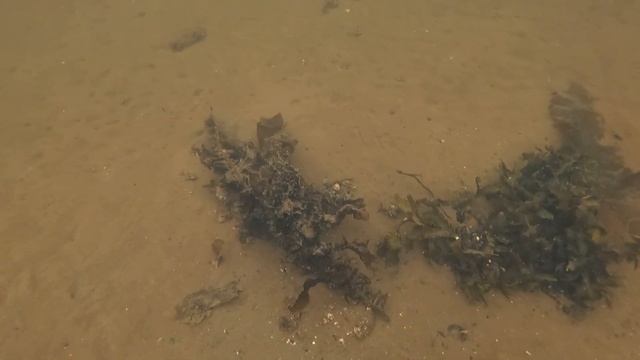 Хорошо ВЗЯЛ Камбалы / I TOOK The Flounders Well