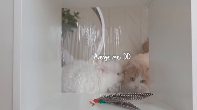 Can My Cats Get The Snack? | Kittisaurus