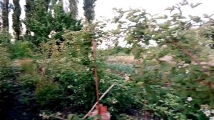 Ежевика Гигант (Цветение)