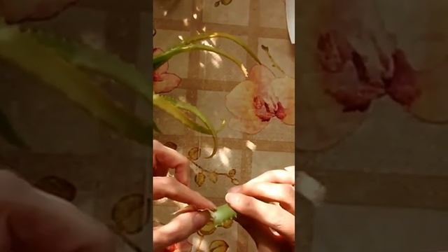 Как правильно снимать листья алоэ древовидного для дальнейшей ферментации в холодильнике смотреть онлайн