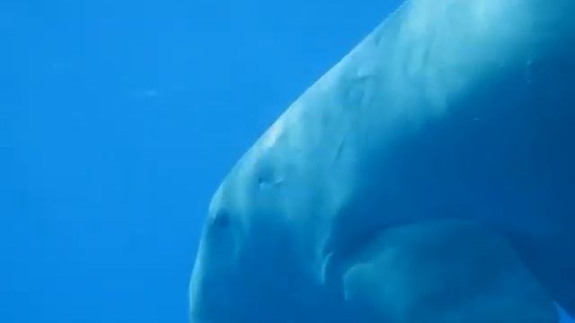 Dugong dugon (Seacow) in the Red Sea смотреть онлайн