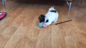 Мини мальчик Бивер Костбар Шатц Купидон 4 месяца