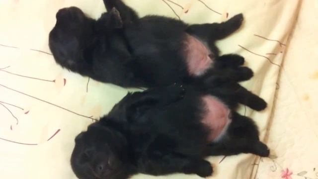 Щенки Шпица спят. Дергаются во сне || Puppies are asleep. Twitch in a dream смотреть онлайн