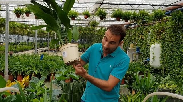 10 PLANTAS De INTERIOR  RESISTENTES Y Fáciles De Mantener