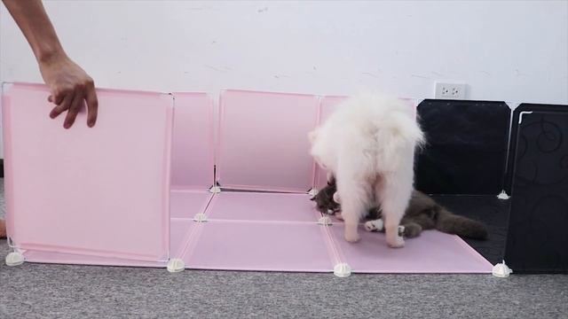 DIY Dog House under 20 usd for Pomeranian puppies & Cute Kitten - Min Lala Mun Mon love this house смотреть онлайн