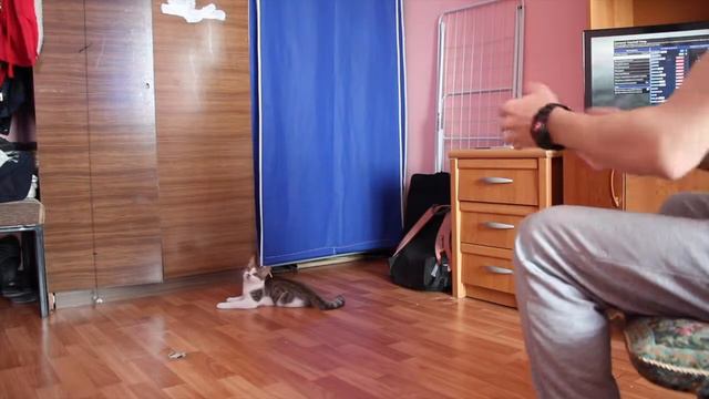 Игривая кошка смотреть онлайн