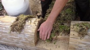 Укладка на мох окладного  (первого) венца. Сруб своими руками. Часть 7/5.