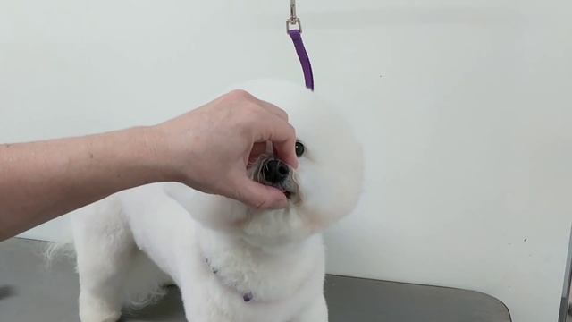 Bichon Head Grooming смотреть онлайн