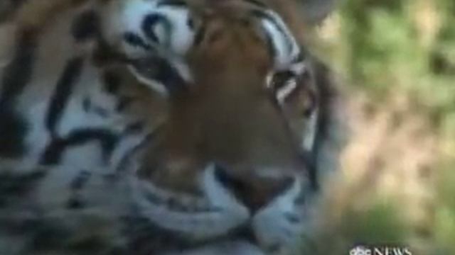 ABC Nightline - Featuring Hercules the Liger смотреть онлайн