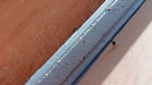 ?Бункерная кормушка для перепёлов своими руками. Работа над ошибками