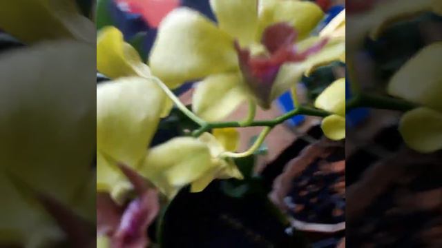 Anggrek dendrobium burana jade yellow смотреть онлайн