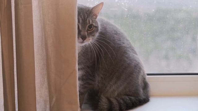 How to Tell if Your Cat is Stressed (Cat Stress 101) смотреть онлайн