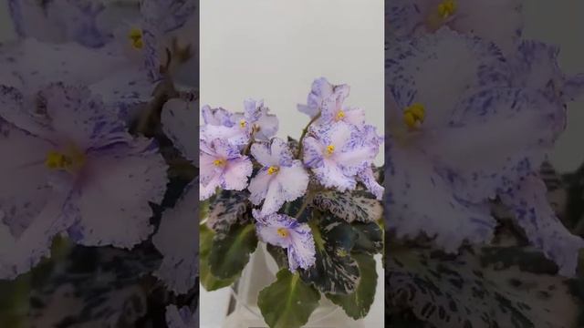 Фиалка Н-Чехарда смотреть онлайн