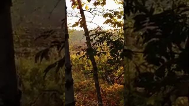 Гон лося 2021г. смотреть онлайн