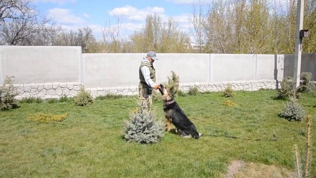 ВЕО (Восточноевропейская овчарка). Дрессировка ВЕО ОКД. смотреть онлайн