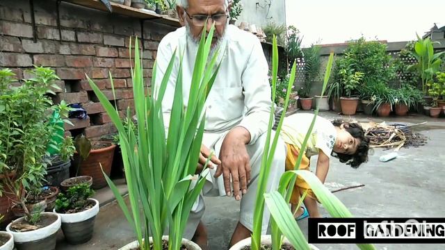 Gladiolus blub,glad bulb k pody @roofgardening.7679 گلیڈولس بلب،گلینڈ بلب کے پودے#making #composed смотреть онлайн
