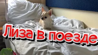 Чихуахуа. Лиза в поезде едет на море. смотреть онлайн