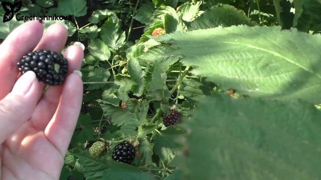 ВОН, раннеспелый сорт ежевики с очень вкусной ягодой смотреть онлайн
