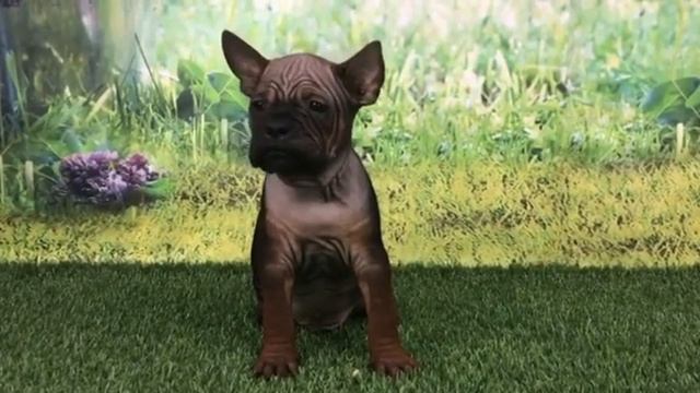 Chongqing DoG