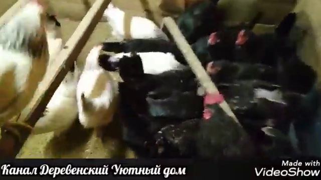 Утро. Уду в курятник. Новые поилки для кур. смотреть онлайн