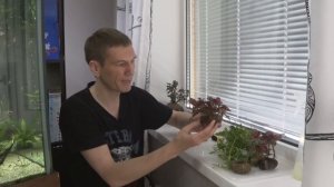 #Аквакубик. Обрастания на анубиасах. Как избавиться?