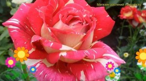 Роза чайно-гибридная Пестрая Фантазия. Краткий обзор, описание характеристик Pestraja Fantazija