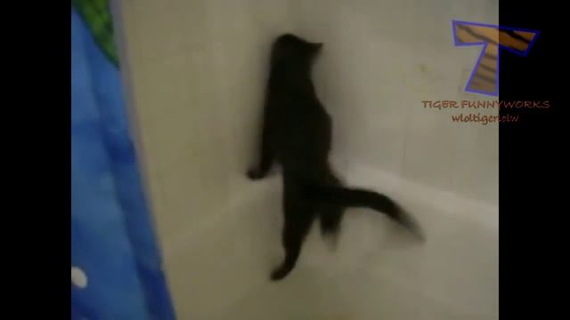 Коты не любят купаться. .Видео подборка купающихся котов.FUNNY CATS VIDEO MIX #4 (Август 2015) смотреть онлайн