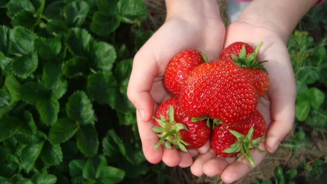 КЛУБНИКА ПЕГАС ОПИСАНИЕ СОРТА , ДЕГУСТАЦИЯ смотреть онлайн