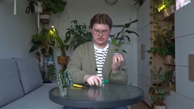 Unboxing Roślin Z Hands Of Plants 🌿📦