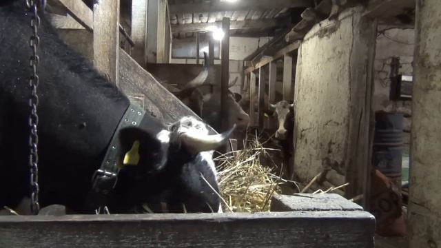 В ДЕРЕВНЕ ДРОВ МНОГО ХВАТИТ НА ВСЕХ