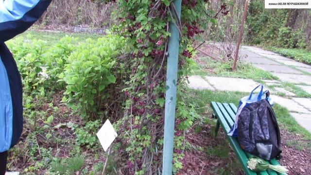 АКЕБИЯ пятерная в ВЕРТИКАЛЬНОМ  ОЗЕЛЕНЕНИИ.