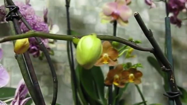 Новая орхидея и немного о реанимации. смотреть онлайн