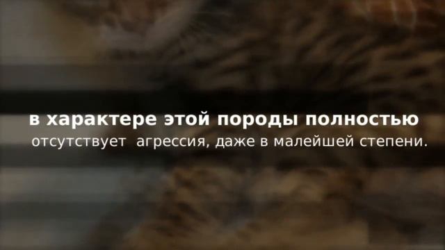 Породы кошек - Бенгальская кошка. [Bengal (Cat Breed)]