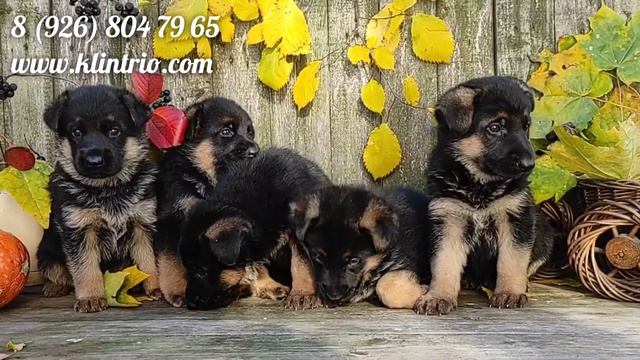 ЩЕНКИ НЕМЕЦКОЙ ОВЧАРКИ, ВОЗРАСТ 1 МЕСЯЦ! смотреть онлайн
