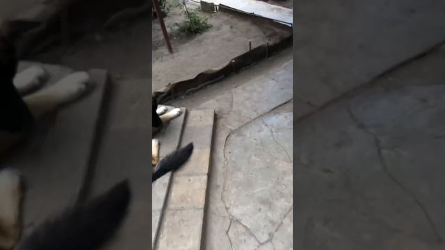 ТАЙСОН СКУЛИТ😂😂❤️ смотреть онлайн