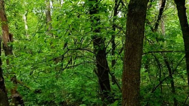 САМВЕЛ АДАМЯН ЧТО У МАМЫ С ГЛАЗОМ. ПОРУГАЛСЯ С СОСЕДЯМИ