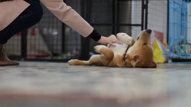 Лорд - собака с отсутствием стекловидного тела.mp4 смотреть онлайн