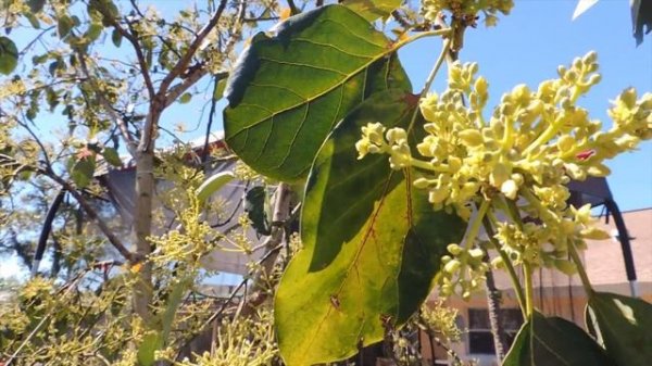Как цветет авокадо. Flowering avocado