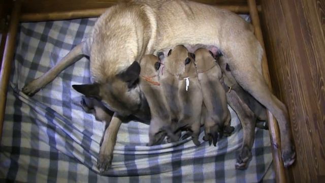 Щенки малинуа, Ц-помет питомник Frei Wind смотреть онлайн