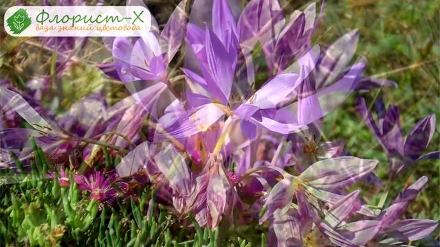 ? Уход за безвременником в саду: пересадка безвременника, болезни и вредители смотреть онлайн