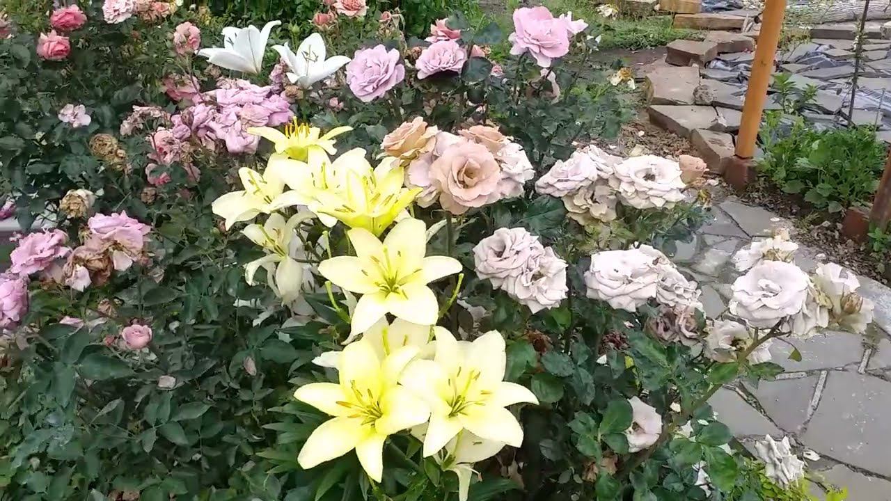 Что творится.. Ливень, ветер... Есть пострадавшие... Но без паники, это всего лишь розы! смотреть онлайн