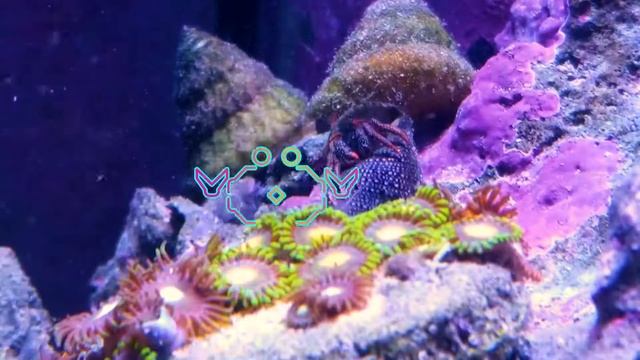 Crab Nab смотреть онлайн