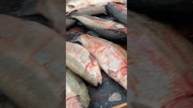 Форель Осетр платный водоём без нормы вылова смотреть онлайн