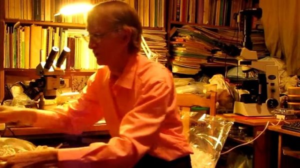 Как Собирать Паразитов и Наездников, или Hymenoptera Parasitica?