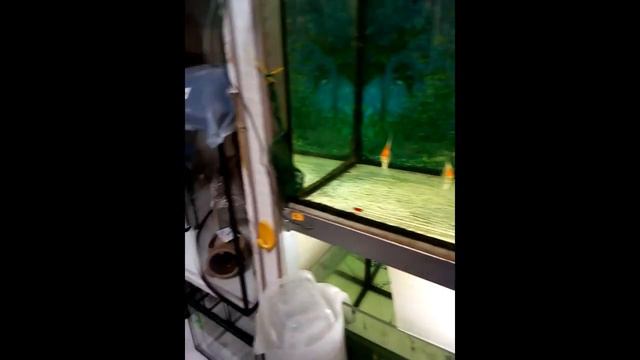 Цены на аквариумных рыбок в провинции смотреть онлайн