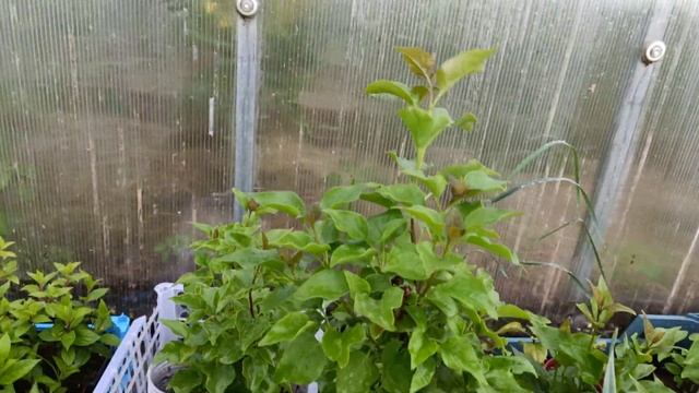 Саженцы сирени Вечерний Звон смотреть онлайн