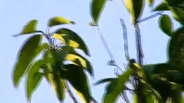 Таиланд 2012 Кхао На Чу Чи. Khao Nor Chu Chi смотреть онлайн