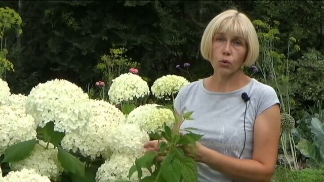 Гортензия древовидная. Как вырастить красавицу в саду смотреть онлайн